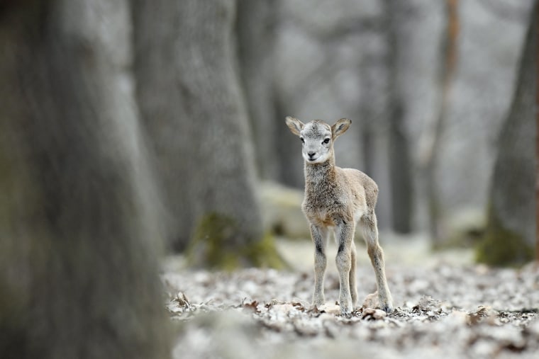 Image: A week old mouflon lamb