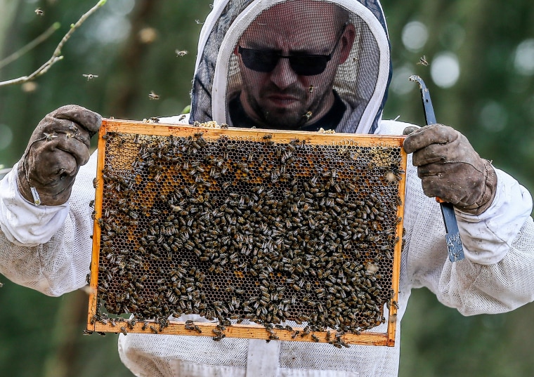 Image: Beekiping in Belgium