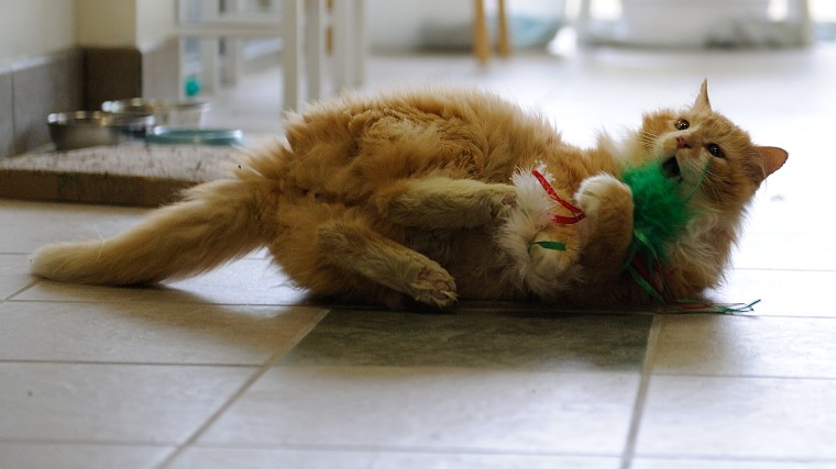 Toby the cat walked 12 miles home only to find out his family wanted to euthanize him