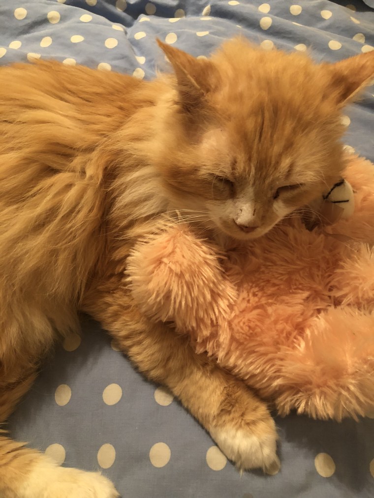 Cat walked 12 miles to be with his original family, who wanted to euthanize him