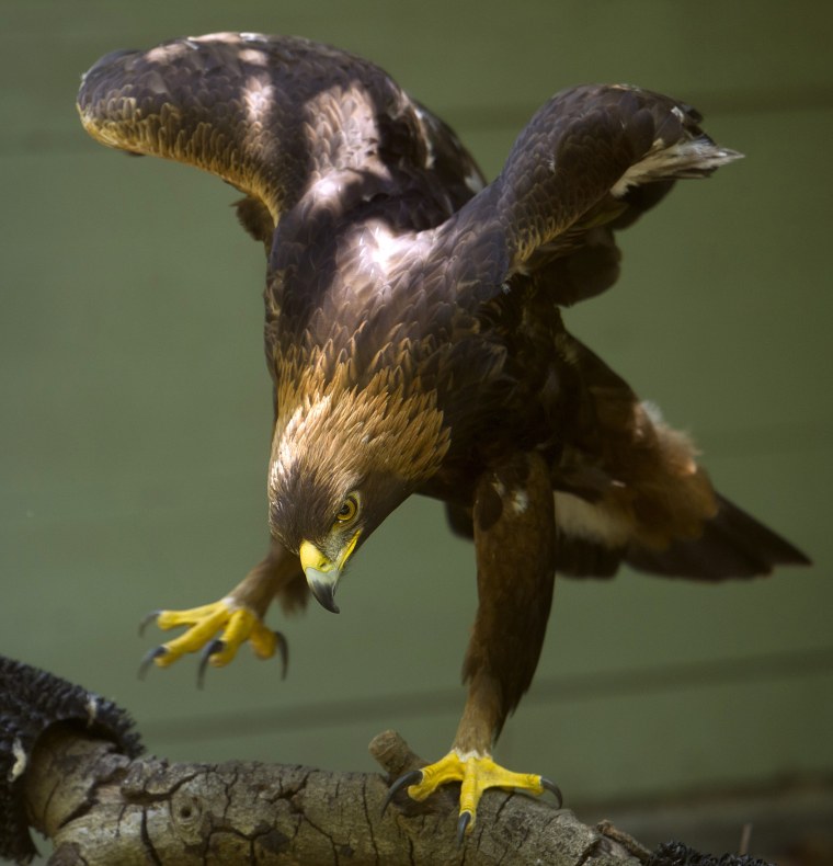 Image: Solomon, a 14-year-old golden eagle, perches on a branch at the Sulphur Creek Nature Center in Hayward