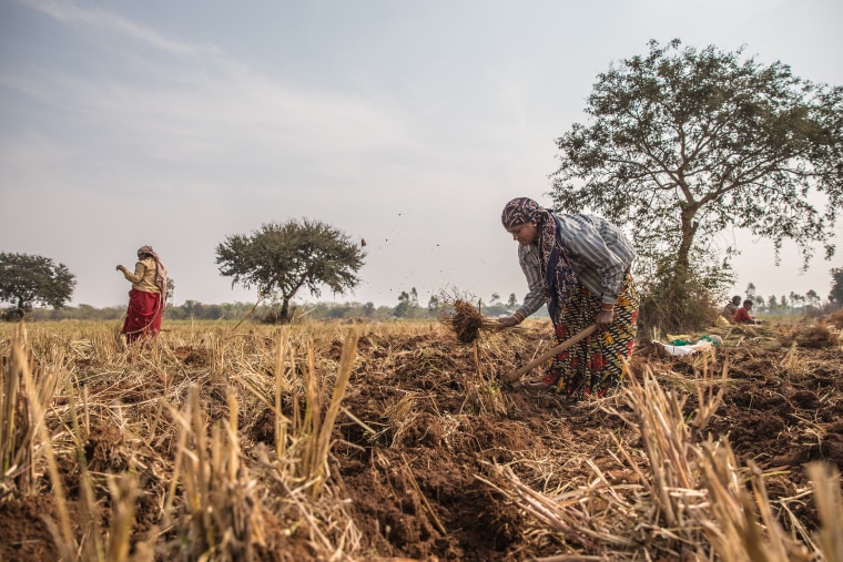 Image: Ingredients for Uma Oils are sourced from Shrankhla Holocek's family estate farm in India