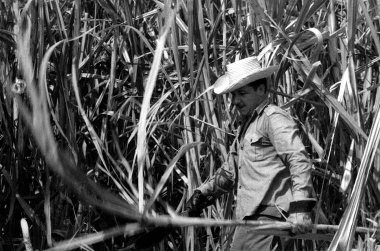 Raul Castro cuts sugar cane in the fields of Cuba in 1970. After then-Premier Fidel Castro described the 1969 sugar harvest as an \"agony for the country,\" he declared the key to economic advancement would come through increased sugar production and set a goal for the 1970 harvest to produce 10 million tons of sugar. The government put in place a model for \"war economy,\" and redirected most resources into the sugar sector. Between November and July,Cuban industrial employees, city dwellers, school children, housewives, government officials and a \"brigade\" of Russians and Americans took to the fields wielding machetes.