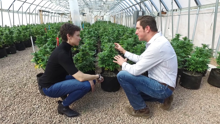 Image: Stephanie Gosk speaks to Joel Stanley of Stanley Brothers, a company run by a group of brothers who grow cannabis in greenhouses in the mountains of Colorado.