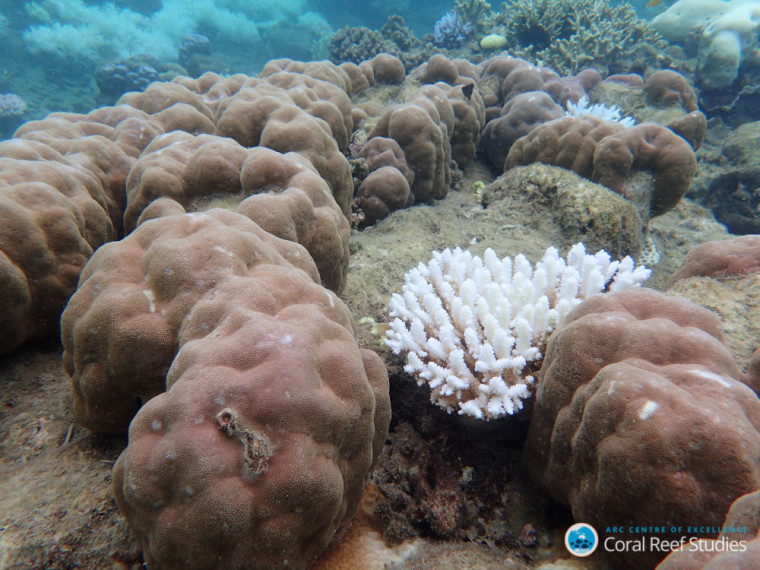 Image: Coral bleaching