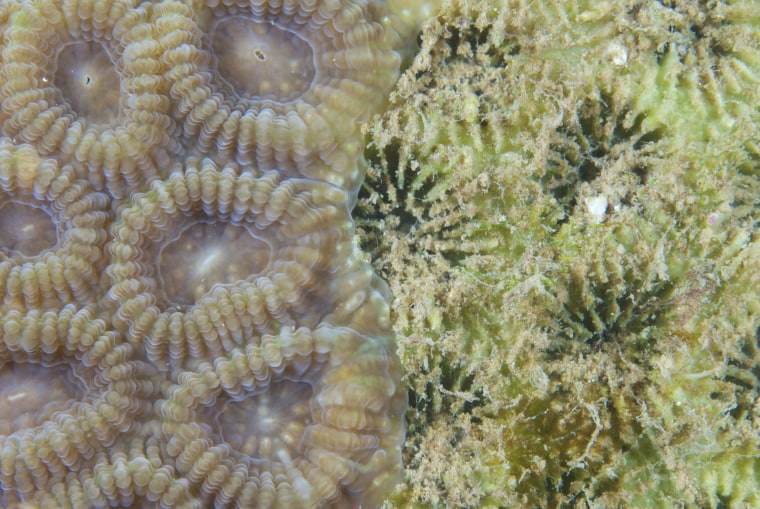 Dead coral is covered by algae, right, at a reef off Madagascar in 2010.