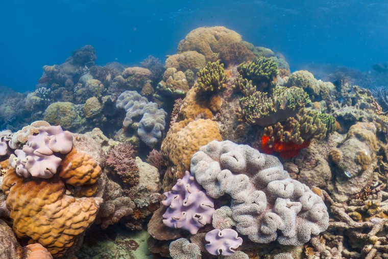 Scope of Great Barrier Reef's massive coral bleaching alarms scientists