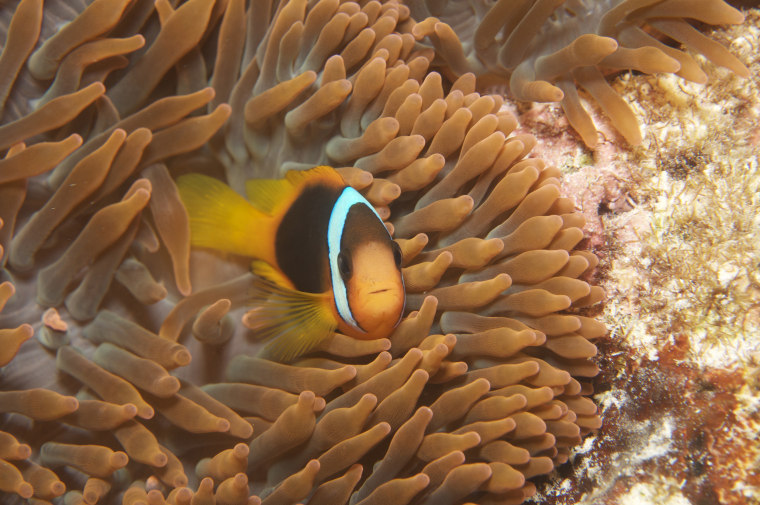 Image: clown fish