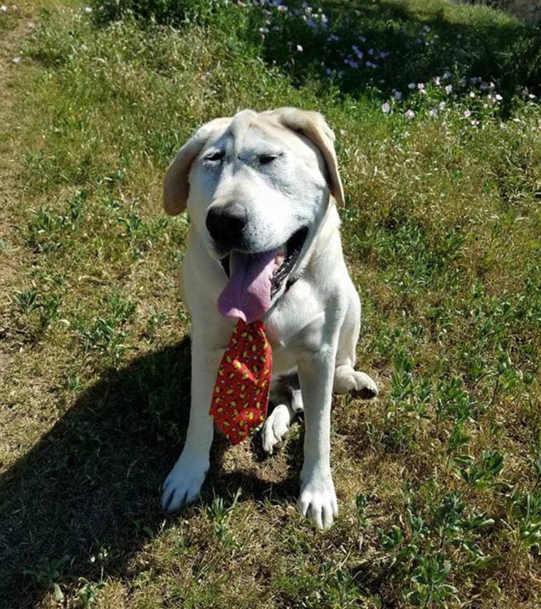 Dog with facial deformity is rescued