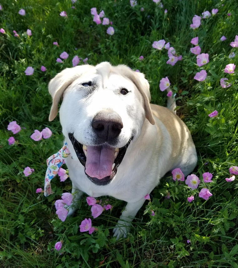 Dog with smooshed face is rescued