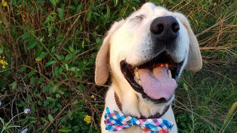 Dog with facial deformity gets adopted