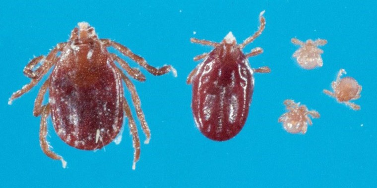 A Longhorned tick in its three stages, adult, nymph and larvae.