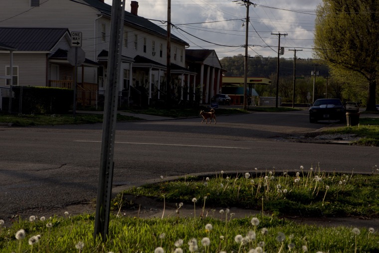 Image: A dog crosses the street in Huntington