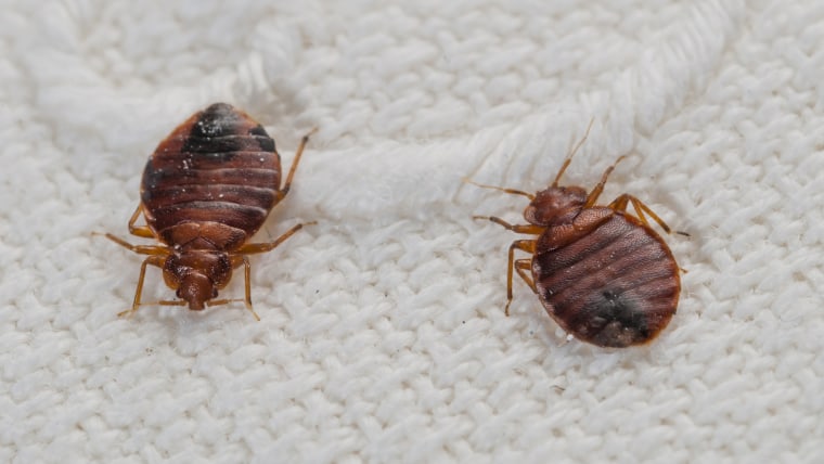 Bedbugs on a bed sheet