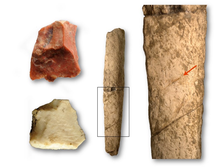 Image: Two cut flakes and a rib of rhinoceros at the site of an archaeological dig