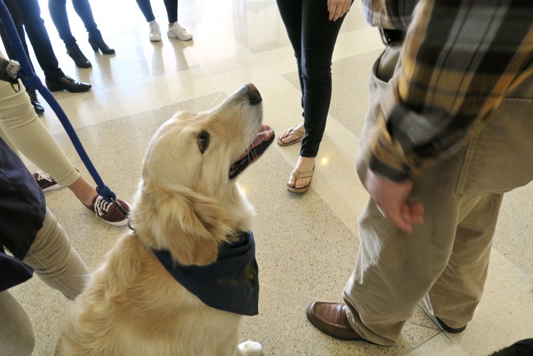 Image: Service Dogs