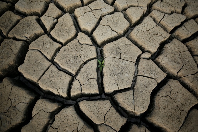 Image: A plant grows in a cracked mud near Cape Town, South Africa