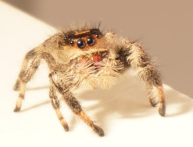 How do jumping spiders make a perfect landing? Watch and learn