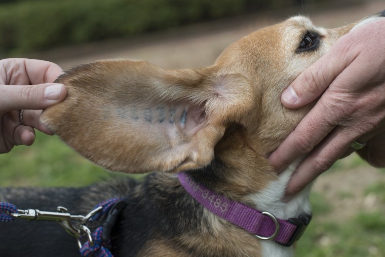 Image: Beagle rescue