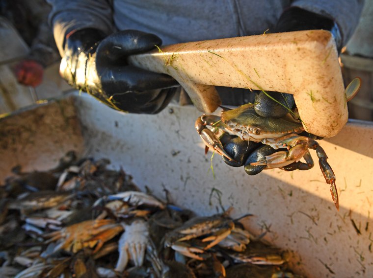 Banner Year Forecast For Lower Chesapeake Blue Crabs