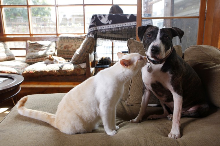 Image: Jordan, a 2-year-old, 50-pound female pit bull, right, and Newman, a year-old male, 14-pound flame point Siamese play together