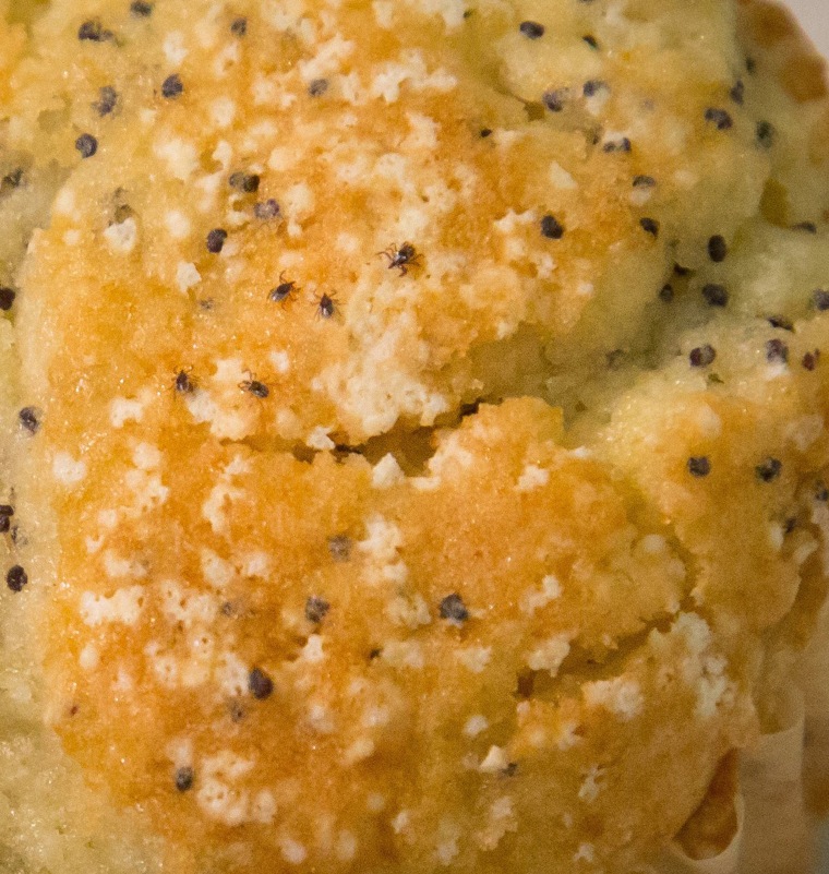 Can you spot the five ticks in the muffin? The CDC caused a panic when it tweeted that ticks can be as small as a poppyseed. 