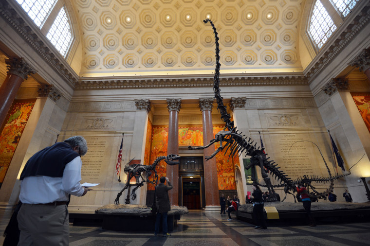 Image:  American Museum of Natural History