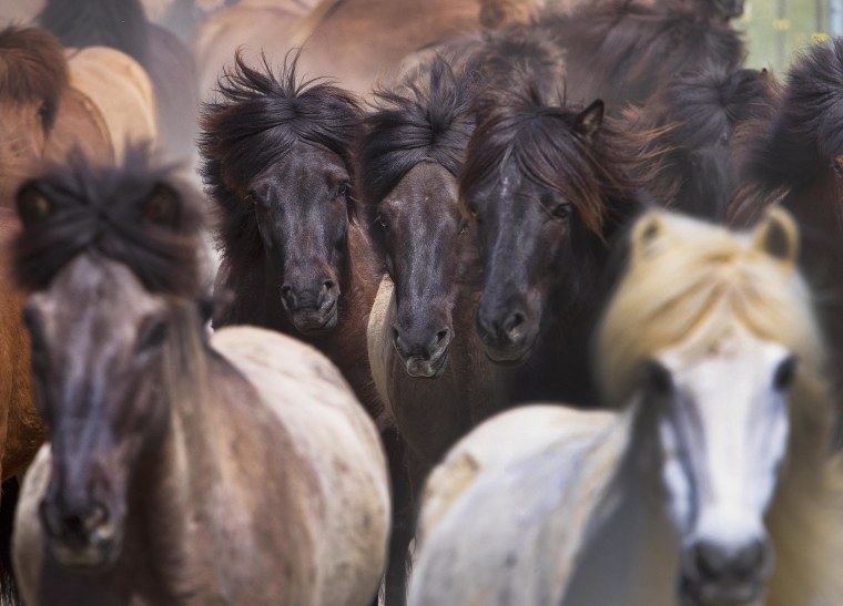 Image: Iceland horses are driven back from their willow to the stables