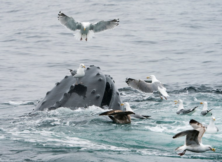 Image: A gull stands on the rostrum of a feeding humpback