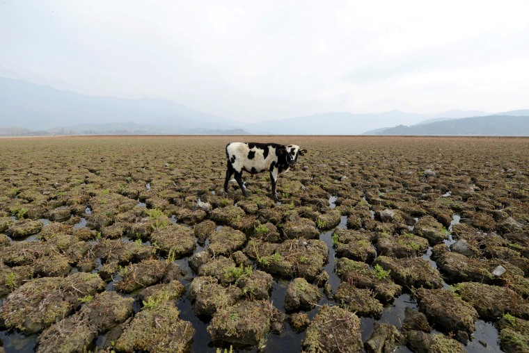 Image: A cow stands on land that used to be filled with water at the Aculeo Lagoon in Paine, Chile