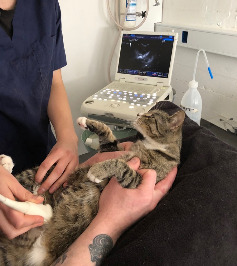 Pregnant cat takes funny ultrasound photos