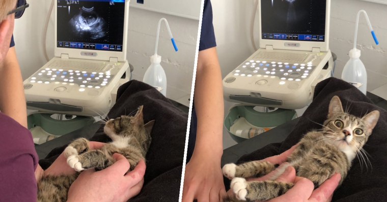 Cat finds out she's pregnant — and her reaction is priceless