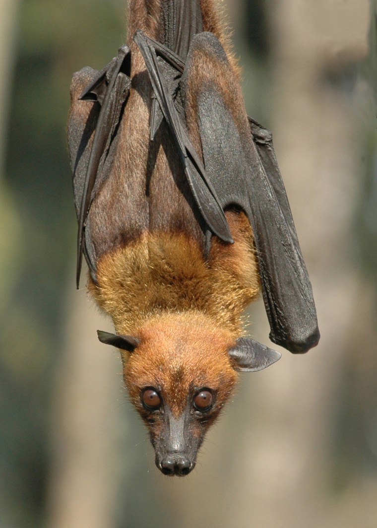 Image: A giant fruit bat