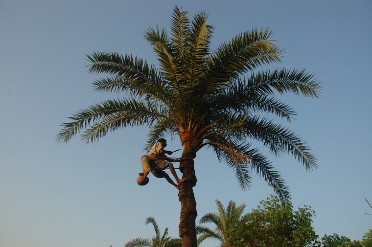 Image: A man collects date palm sap in Bangladesh