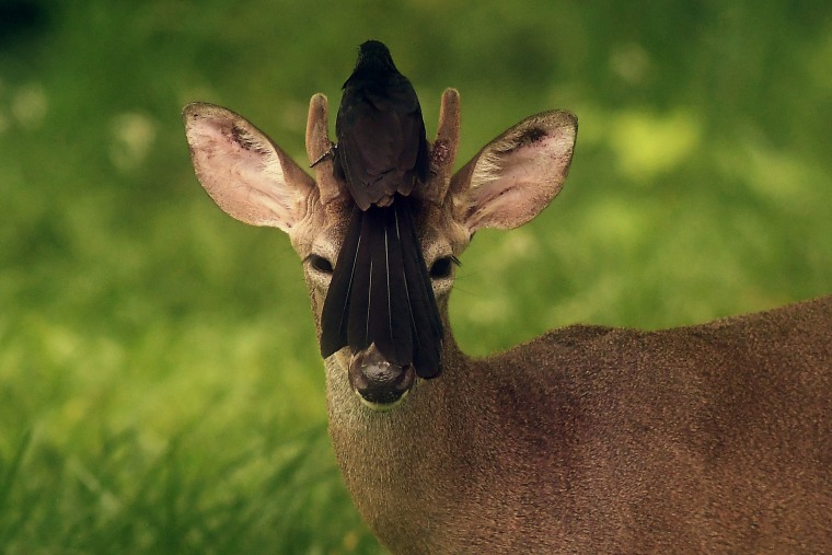Image: A bird rests on the head of a white-tailed deer