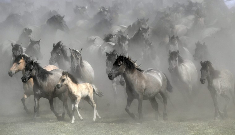 Image: One of Europe's last herd of wild horses are driven together in Duelmen, Germany