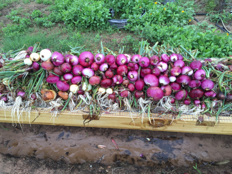 The McHaneys' harvest.