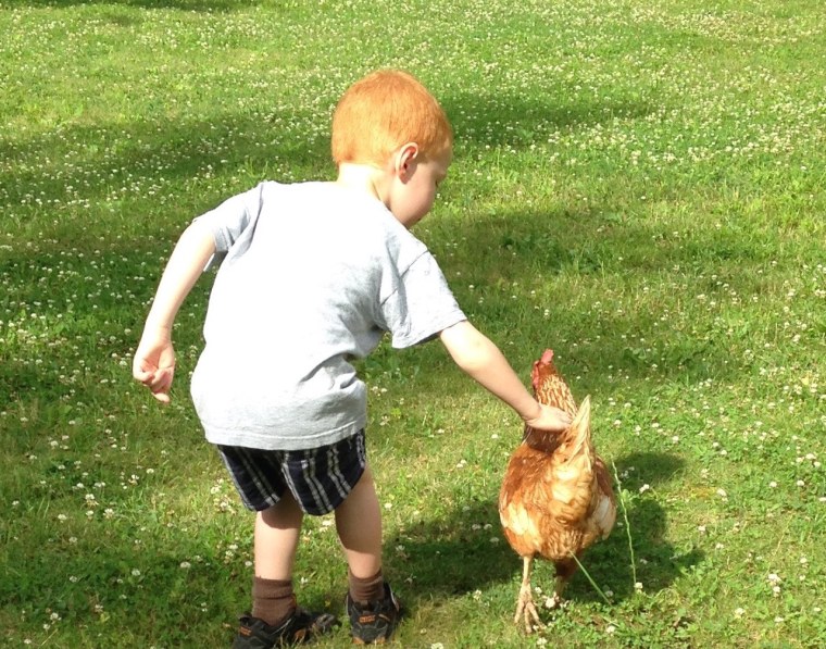 Backyard chicken coop