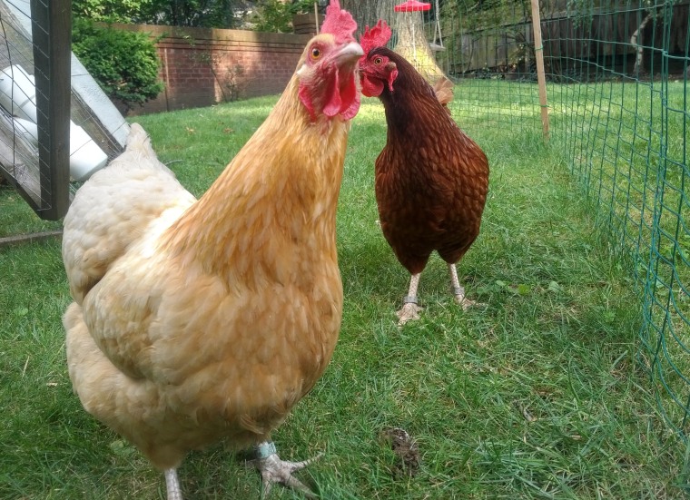 The Croft-Di Matteo chickens, Eggy Fluffy Chicky and Fuzzypants.