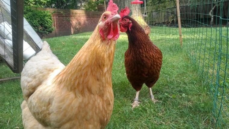 Rent chickens in your backyard