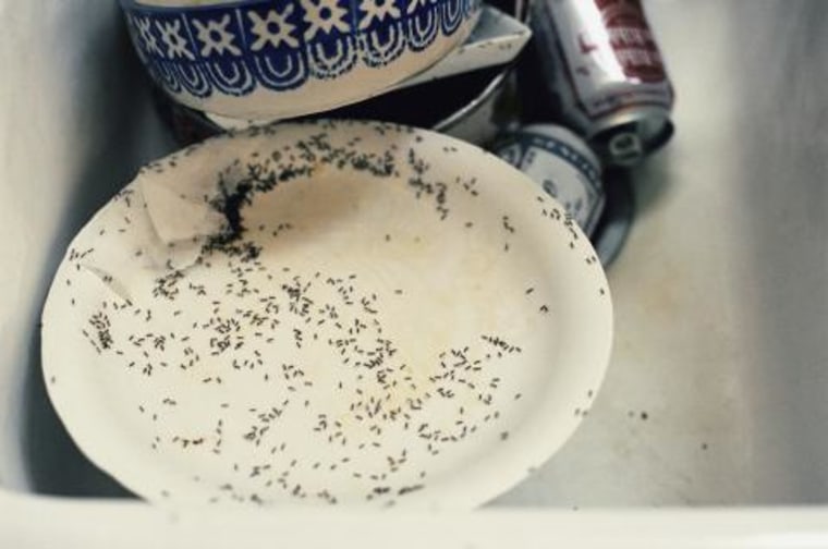 Ants crawling over dirty dishes in a sink
