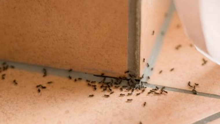 Ants crawling in the house