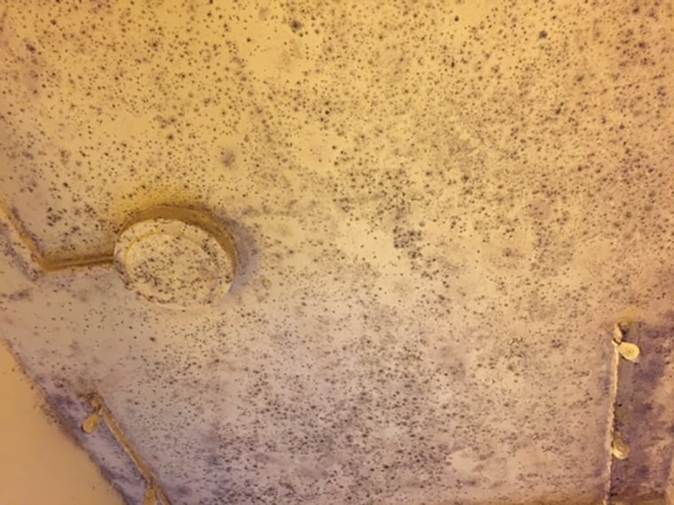 Image: mold recorded by NYCHA workers in an apartment