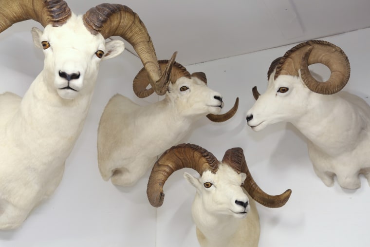 Image: Some of Tyler Freel's Dall sheep ram mounts in Fairbanks