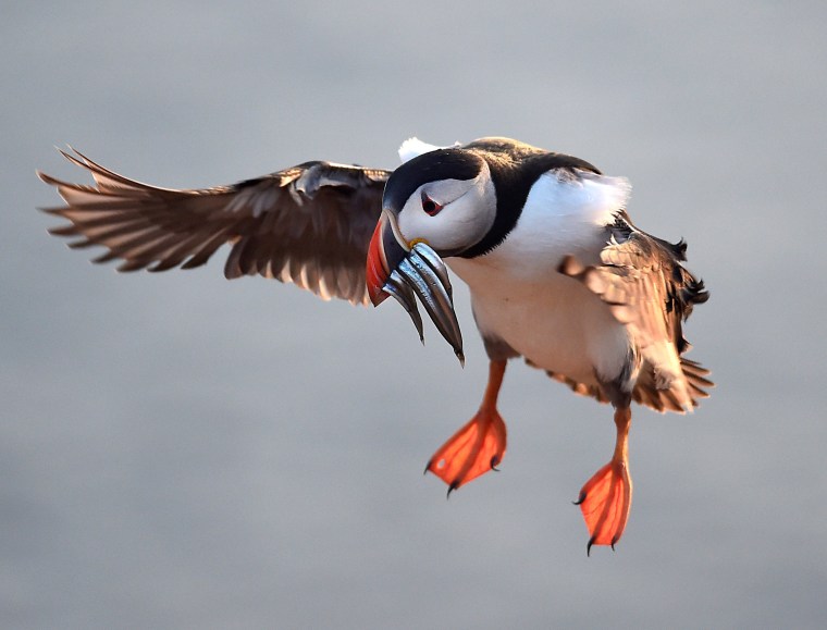 Image: An Atlantic Puffin with sand eels in its bill flies to its burrow on the island of Skomer, Pembrokeshire, one of the most important wildlife sites in Europe and the breeding place for over 30,000 Atlantic Puffins, in Wales