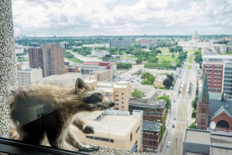 Image: A raccoon sits on the ledge of an office window on the 23rd floor of the UBS Plaza building in downtown St. Paul