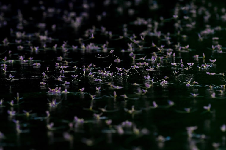 Image: Freshly hatched mayflies crowd the surface of a river