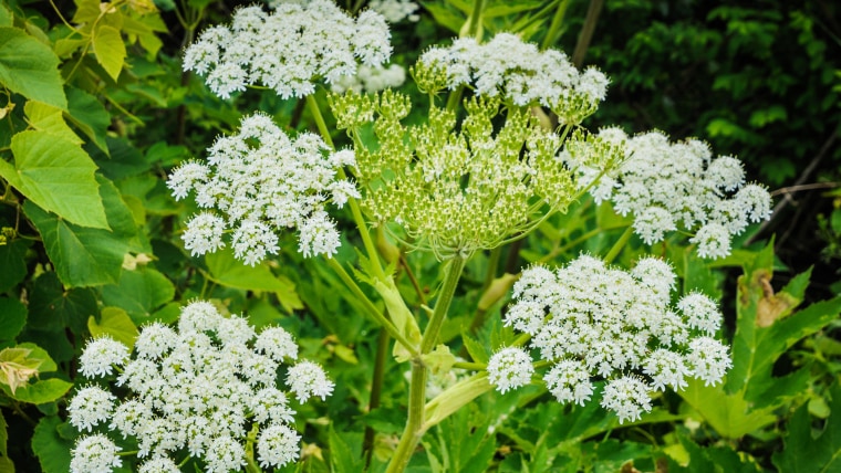 Giant Hogweed Blossom