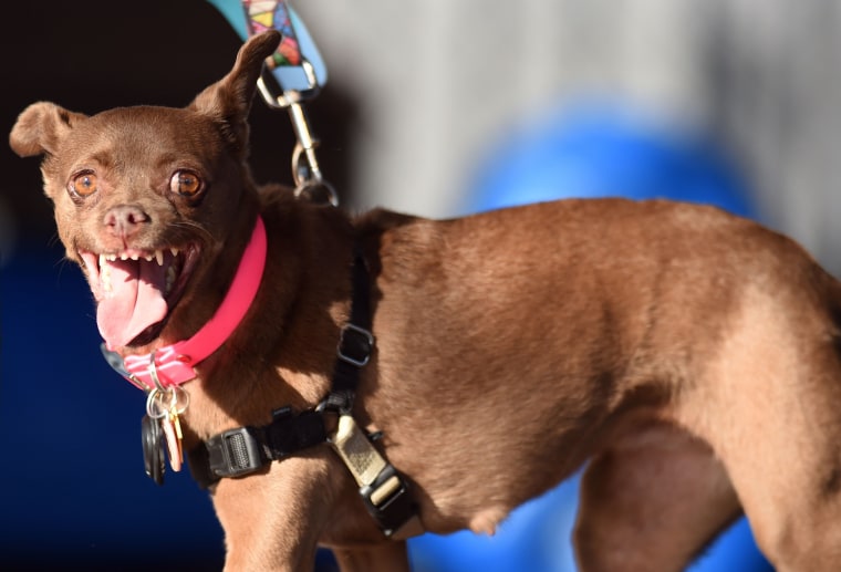 Image: World's Ugliest Dog Contest