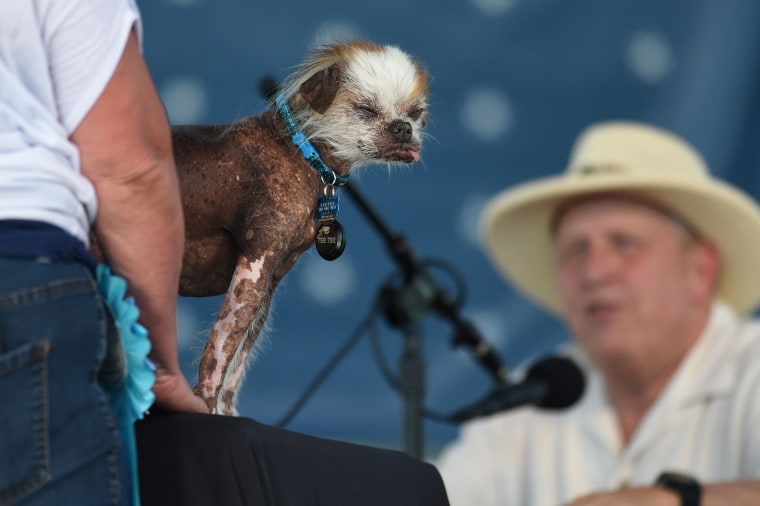 Image: World's Ugliest Dog Contest